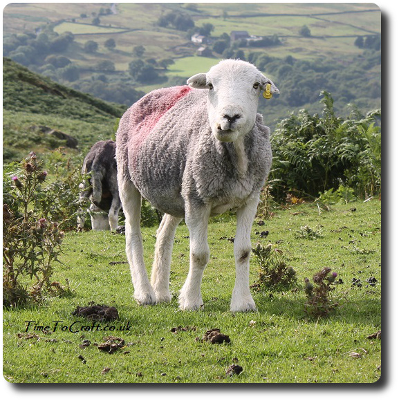 Herdwick sheep after shearing Lake District