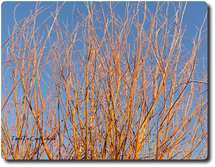 Orange willow against blue sky
