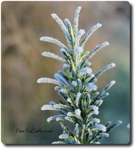 frost on rosemary bush