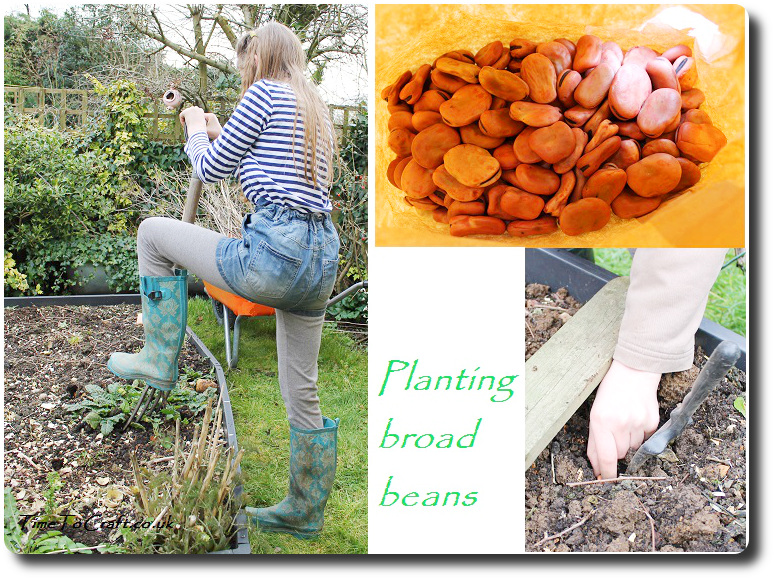 planting the broad beans