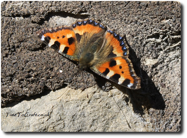 tortoiseshell butterfly on wall