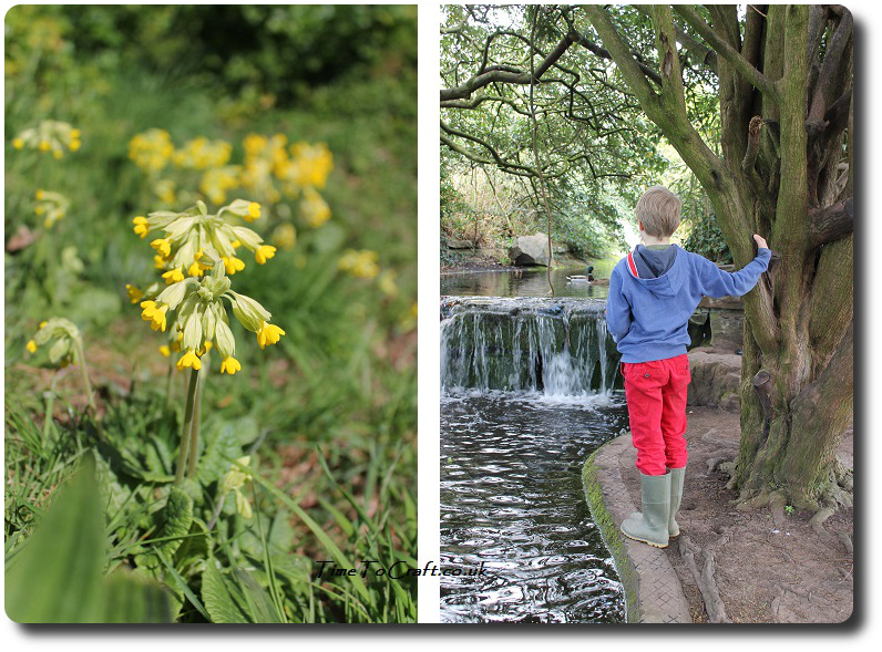 cowslip and water
