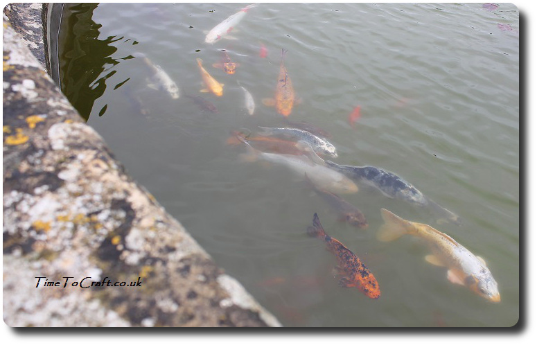 koi carp in the fountain at Montacute close up