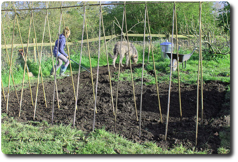 children gardening - weeding the kitchen garden bean poles