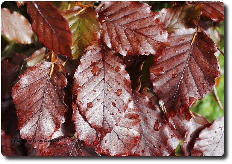 rain drops on copper beech leaves
