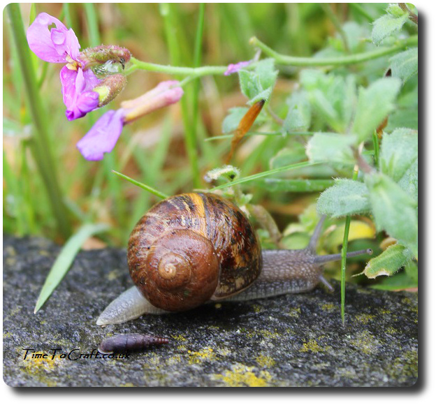 snail escaping