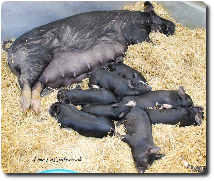black pigs and piglets