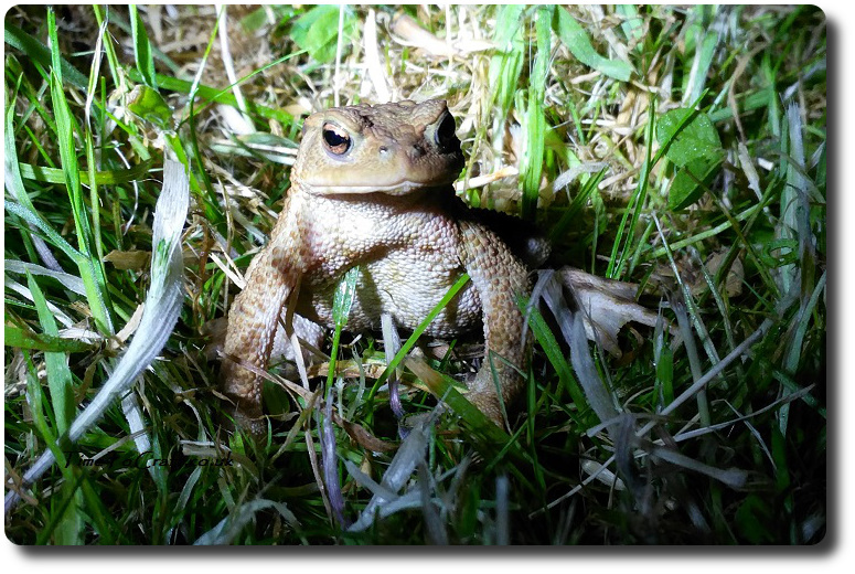 toad after dark