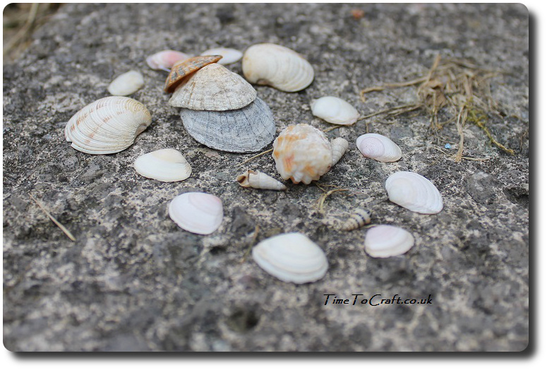 sea shell mindful arrangement