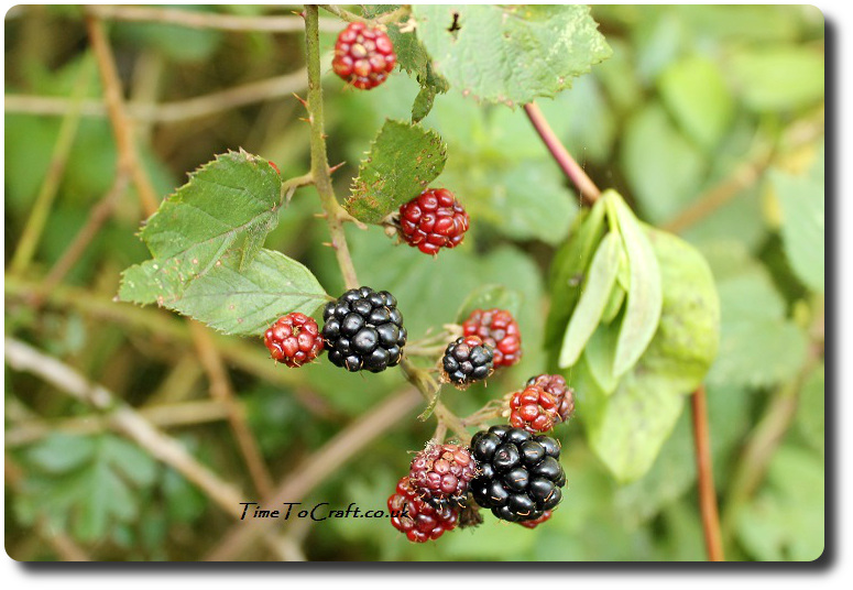 blackberries-on-the-bramble