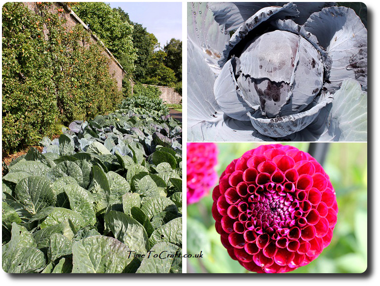 cabbages-and-dahlias