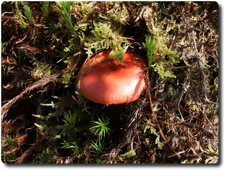 red-toadstool