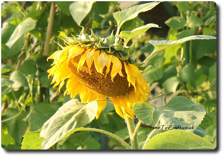 sunflower-head