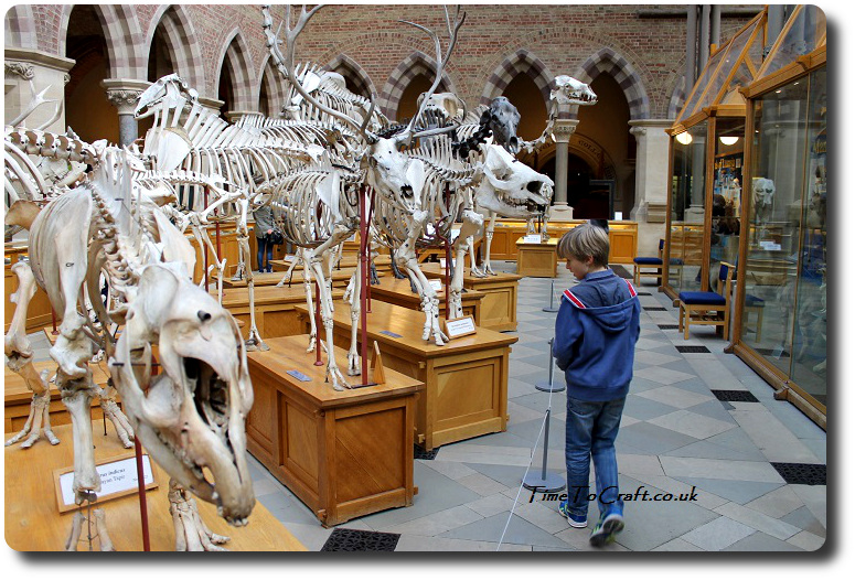 oxford-natural-history-skeletons