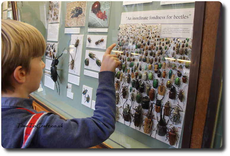 beetle-display-at-oxford-natural-history
