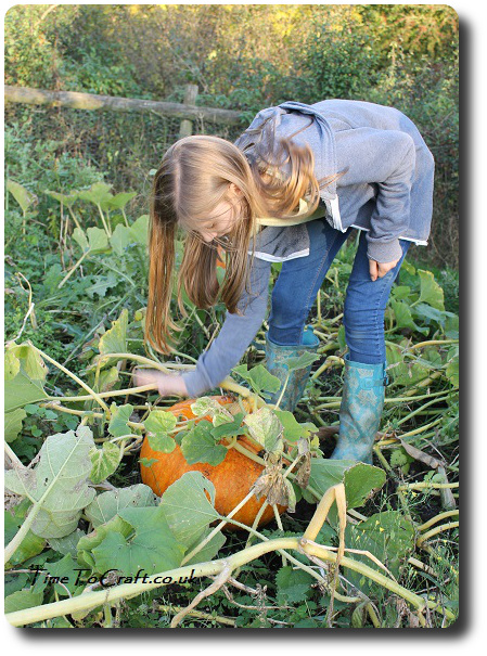 picking-pumpkins