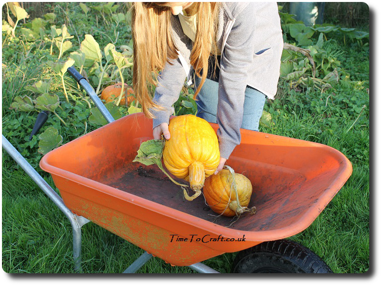 pumpkin-in-the-wheelbarrow