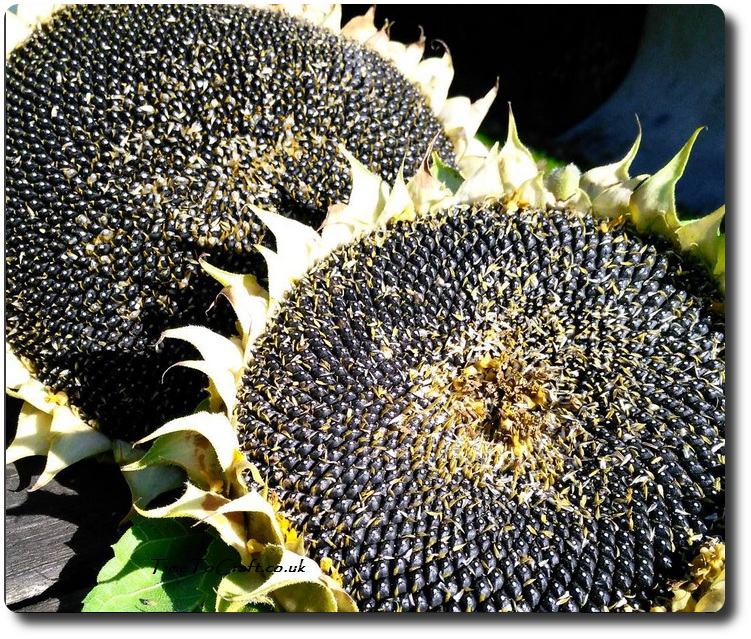 sunflower-heads