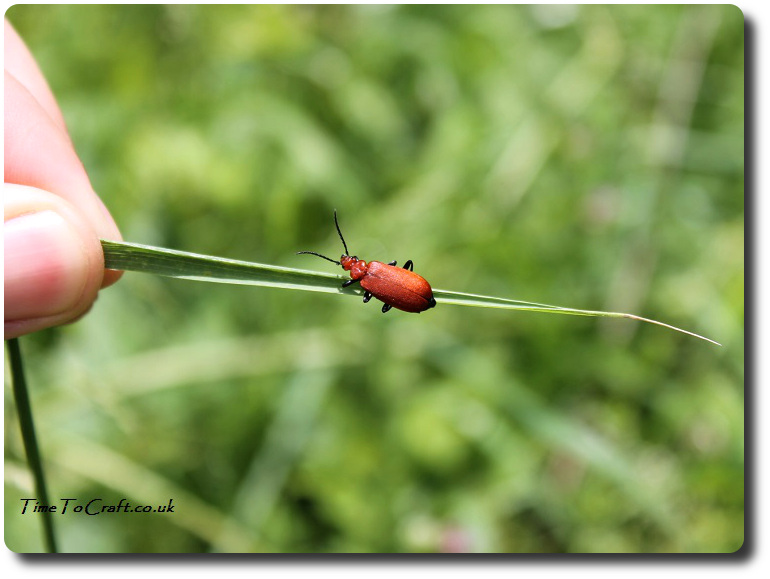 cardinal beetle on a blade of grass