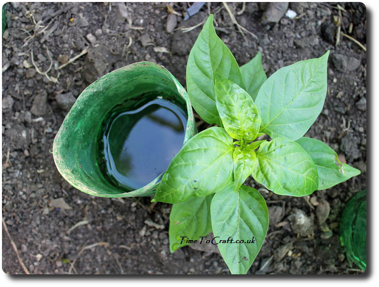 Using an old plastic bottle as a plant reservoir