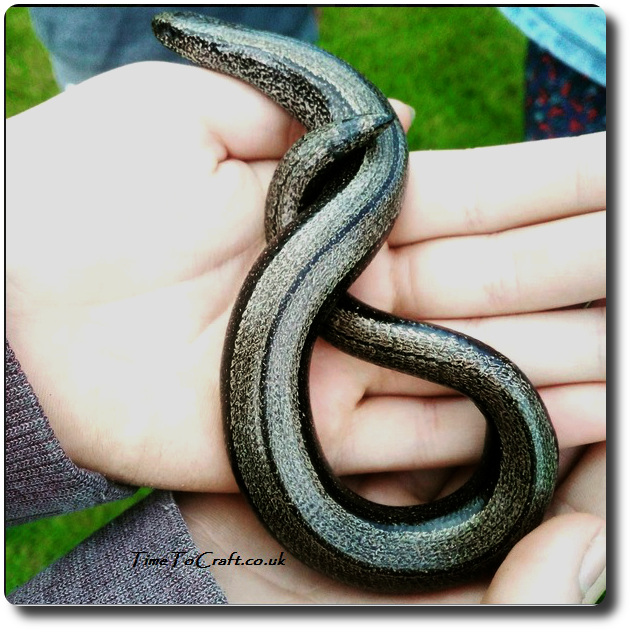 child holding a slow worm found in a wild patch