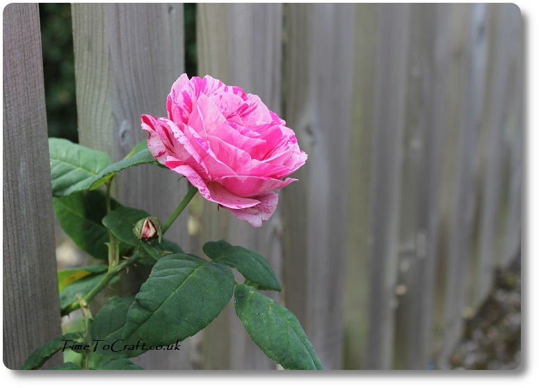 rose peaking through fence