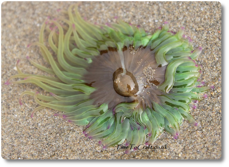 pink and green sea anemone