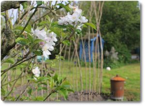growing season for apple blossom